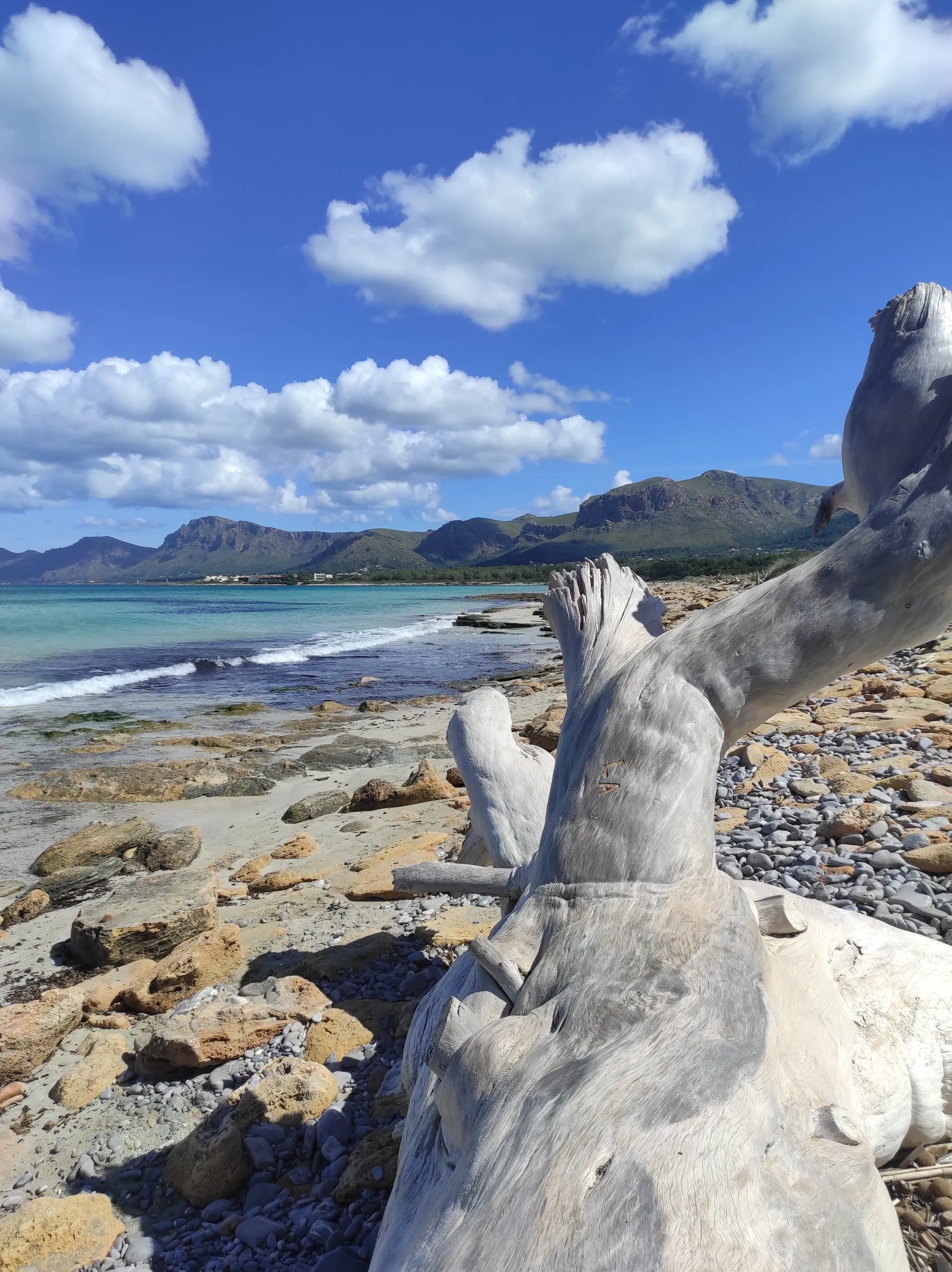 A quiet beach near Artà: turquoise water, the Llevant hills behind, driftwood on the sand